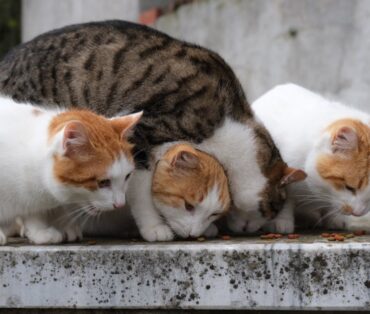 Four domestic cats sharing food outdoors on a stone surface.