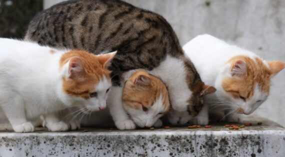 Four domestic cats sharing food outdoors on a stone surface.